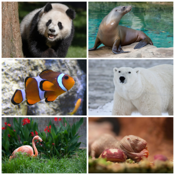 A picture collage with panda bear, sea lion, clownfish, polar bear, flamingo, and naked mole-rat